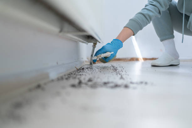 Best Flea Control Services  in Eldon, MO